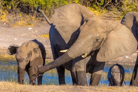 5-dniowe safari na kempingu w Tanzanii