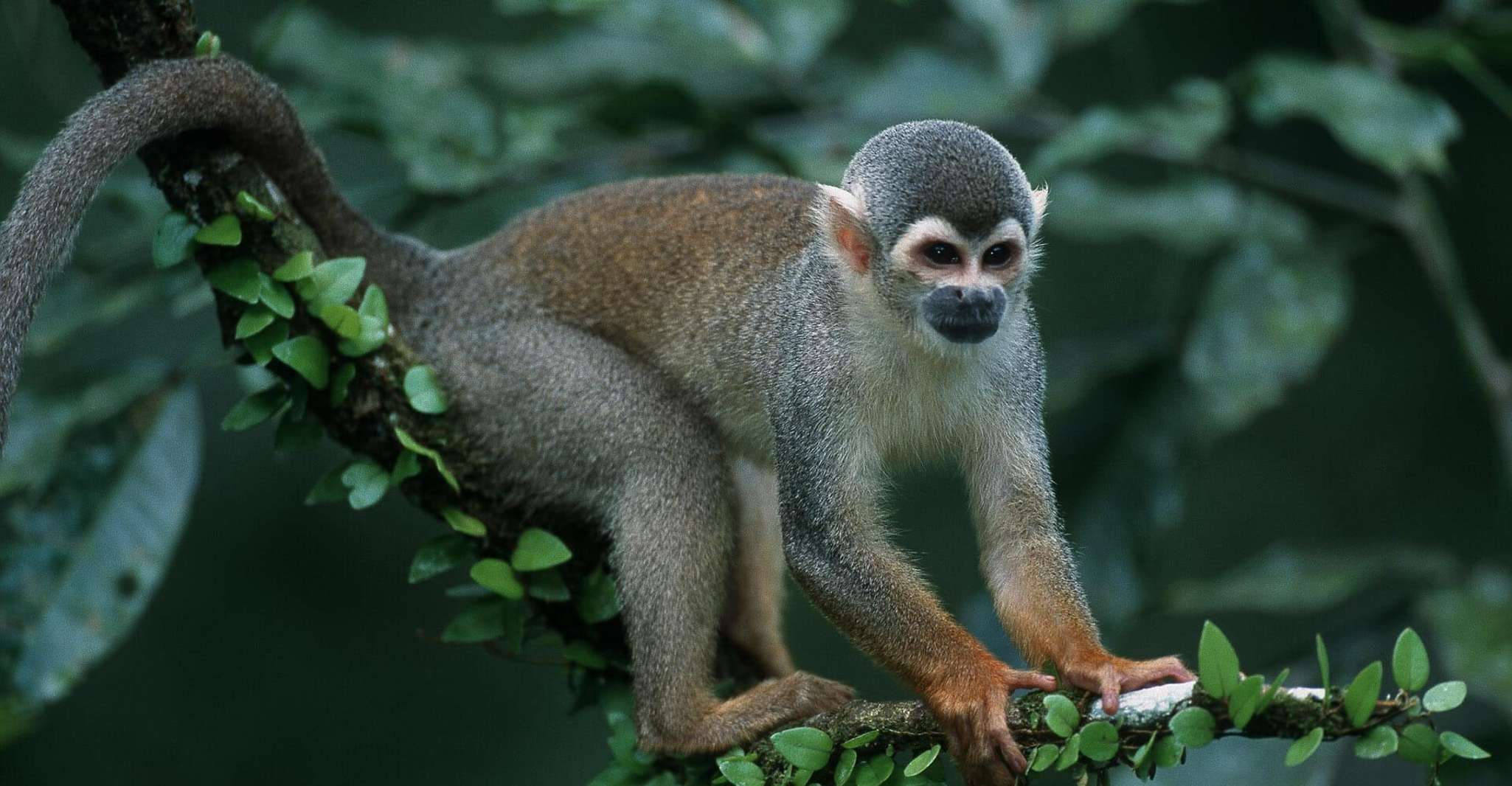 Manu Jungle Expeditions 3 Days - Housity