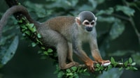 Expediciones de Manu Jungle 3 días - Housity