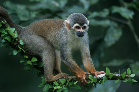 Expediciones a la Selva Manu 3 Días