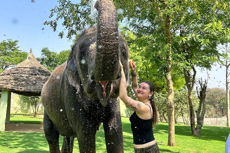 Jaipur: Santuário particular de elefantes