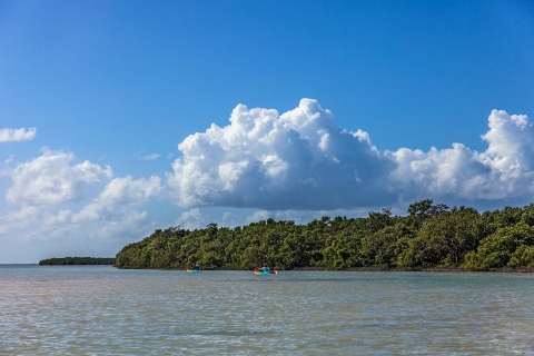 Holbox : Kayak guidé dans les mangroves de Holbox