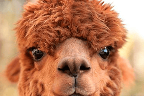 From Cusco: Connection with Nature - Alpaca Therapy