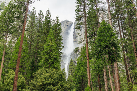 From San Francisco: Yosemite National Park Tour in English