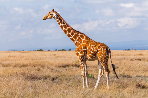 Maasai Magic & Nakuru's Charms: 4-Day Wilderness Safari