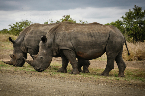 Nairobi: Nationaal Park, Olifantenweeshuis &amp; Giraffencentrum