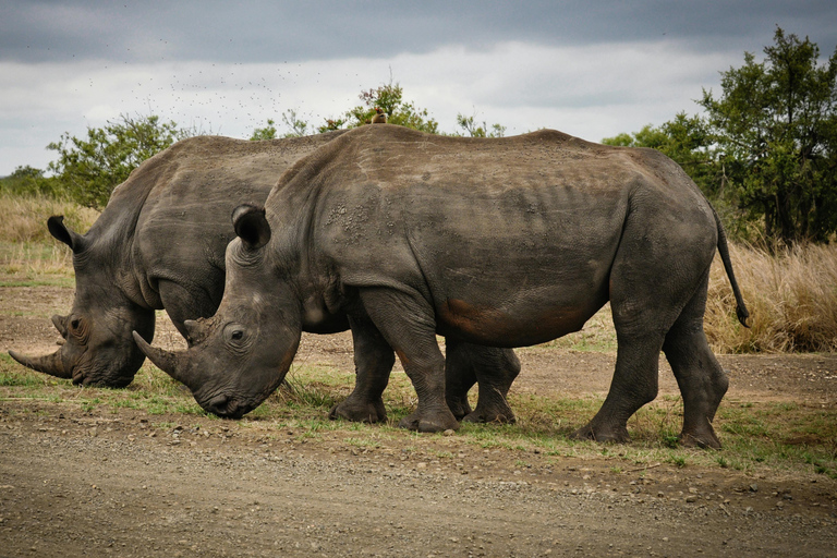 Nairobi: Nationaal Park, Olifantenweeshuis &amp; Giraffencentrum