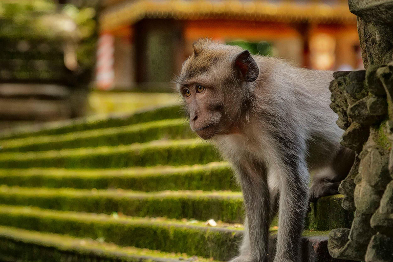 Ubud Tour: Monkey Forest, Tegalalang Rice Terrace, & temple
