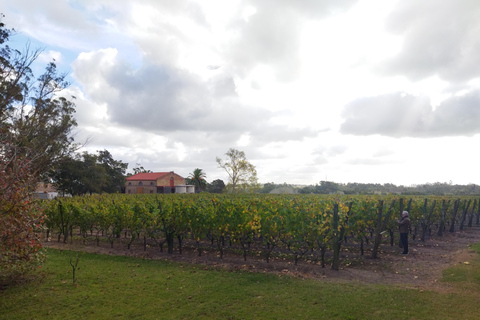Visit to a traditional and award-winning winery in Montevideo