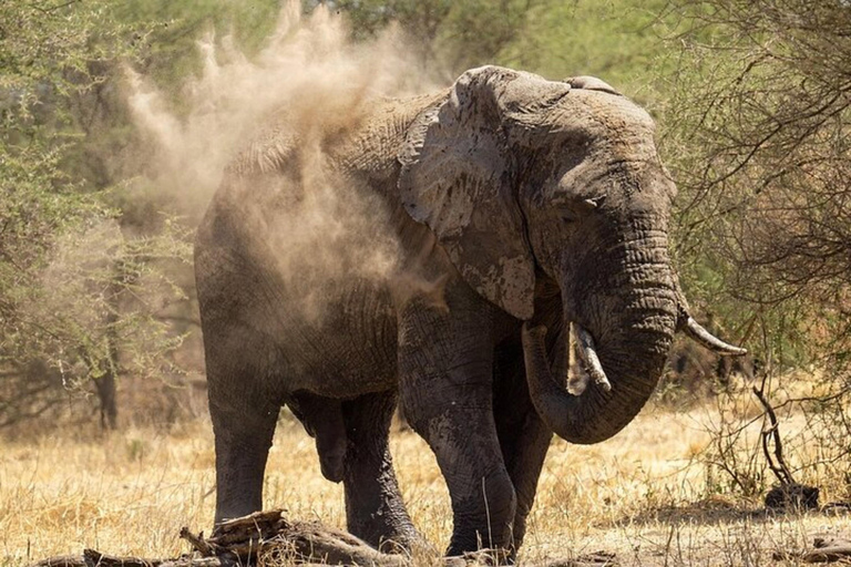 Från Nairobi: 8-dagars safari med det bästa av Kenya och Tanzania