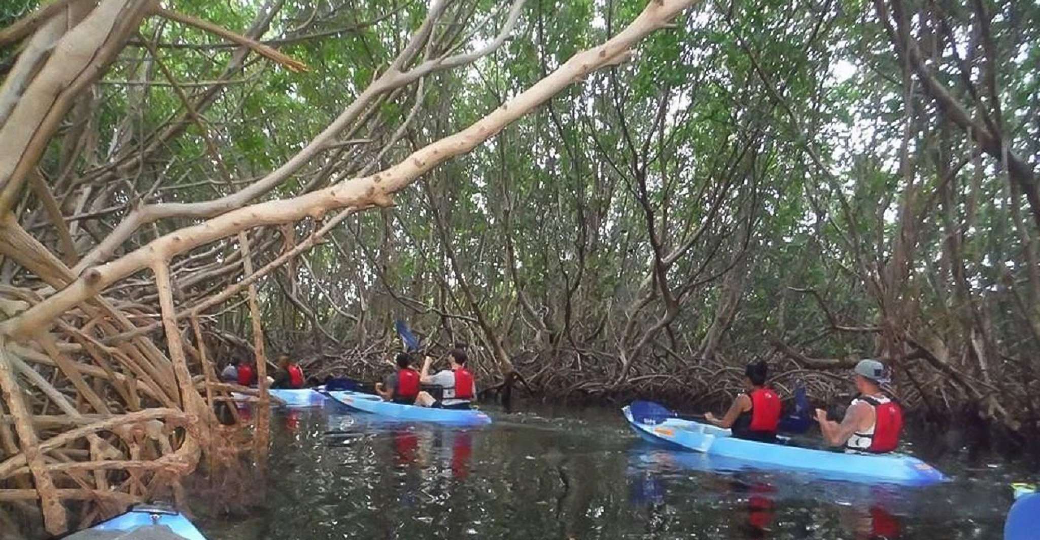 San Juan, Bioluminescent Bay Kayak Adventure by Night - Housity