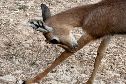 Salalah Local Life Tour: Camels, Coast & Natural Wonders