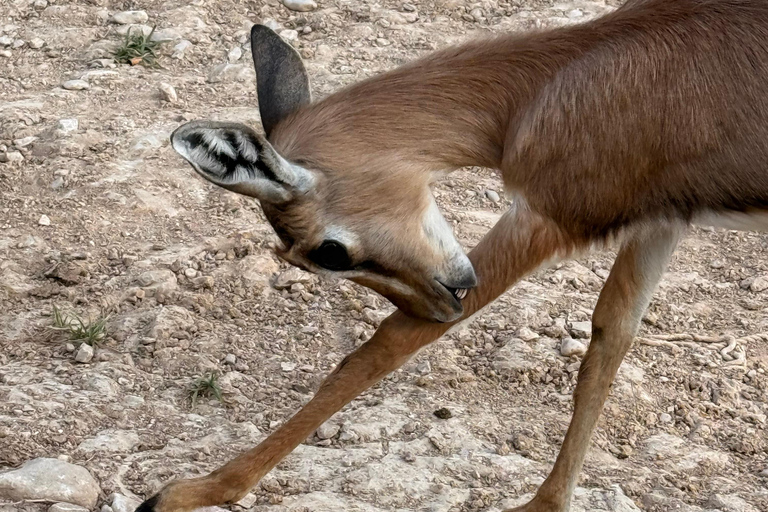 Salalah Local Life Tour: Camels, Coast & Natural Wonders