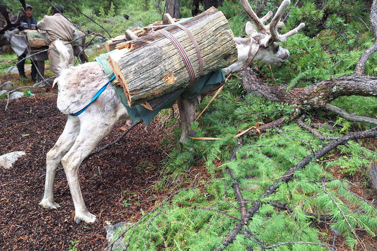 Ulaanbaatar: 9-Day Northern Mongolia Reindeer Adventure