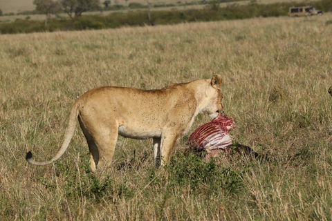 Arusha: 6-Day Safari to Tarangire, Serengeti, and Ngorongoro