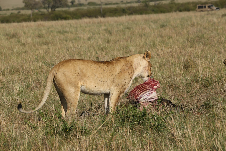 Arusha: 6-Day Safari to Tarangire, Serengeti, and Ngorongoro