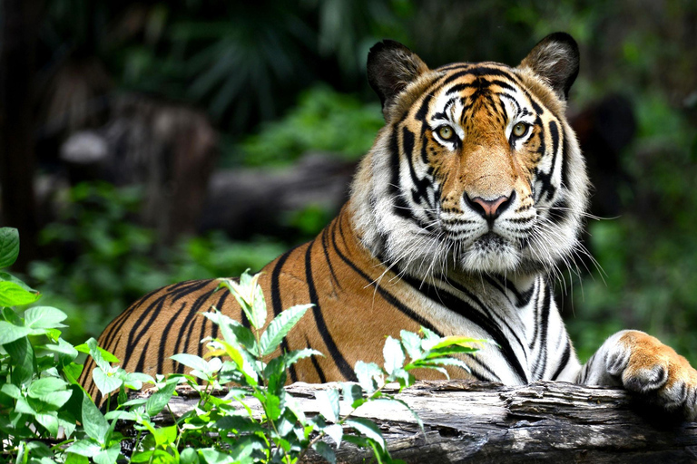 Jaipur: Safari no Parque Nacional de Ranthambore com serviço de busca no hotel