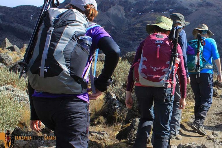 Caminhada guiada de dia inteiro até ao planalto de Shira no Monte Kilimanjaro