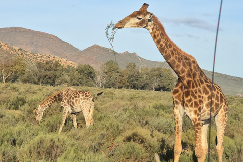 Cape Town: Cruise Passengers sunset Safari & Wine Tour