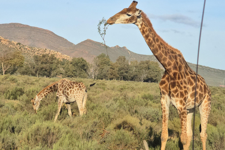 Cape Town: Cruise Passengers sunset Safari & Wine Tour