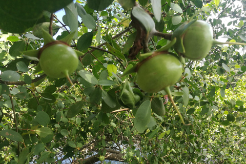 Koggala Lake Private Boat Tour with Dinesh