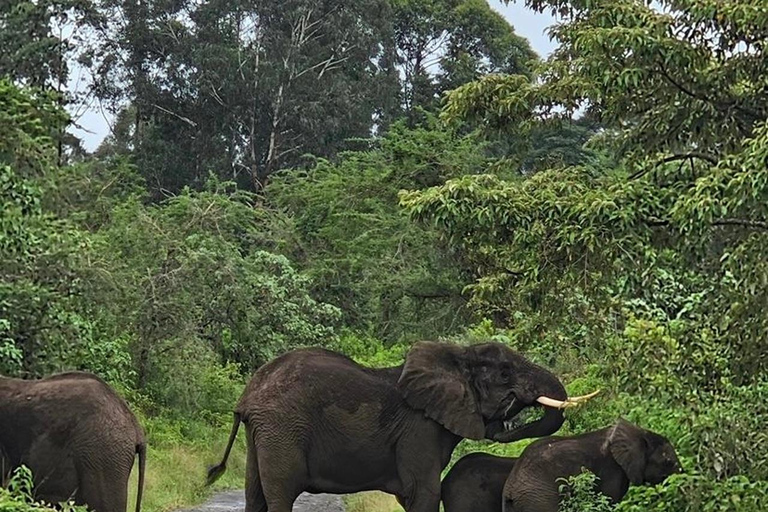 Arusha: escursione di un giorno al Parco Nazionale di Arusha con fotosafari
