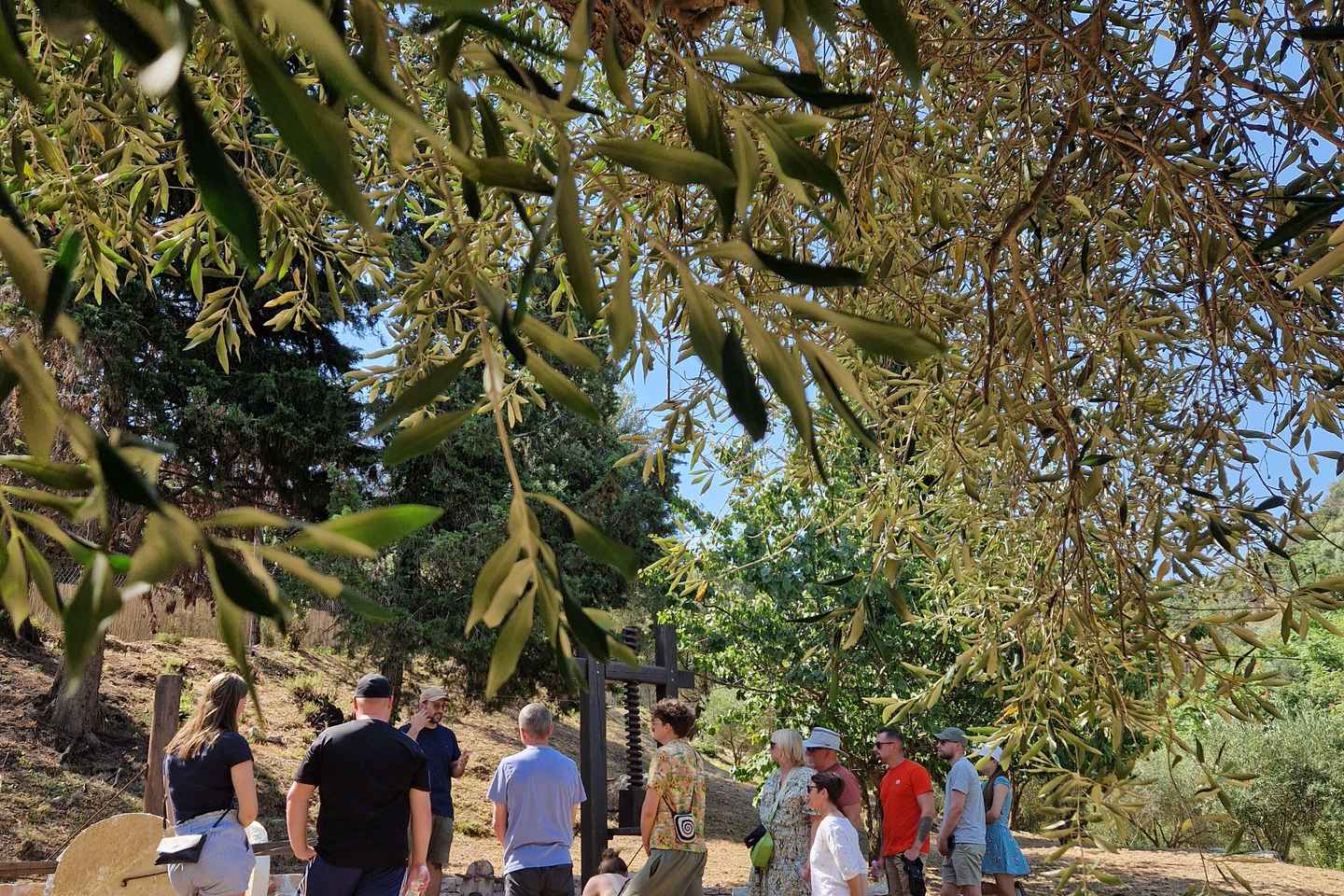 North Corfu: Olive Tour with Olive Oil Tasting and Mezze