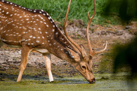 From Colombo/Negombo: Wilpattu Safari & Sigiriya Transfer Morning Session