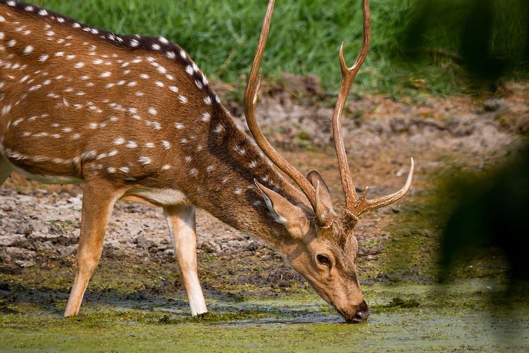 From Colombo/Negombo: Wilpattu Safari & Sigiriya Transfer Morning Session