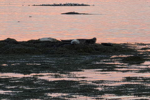 Ísafjörður: Seal Colony, Avalanche Town & Fjord Views Tour