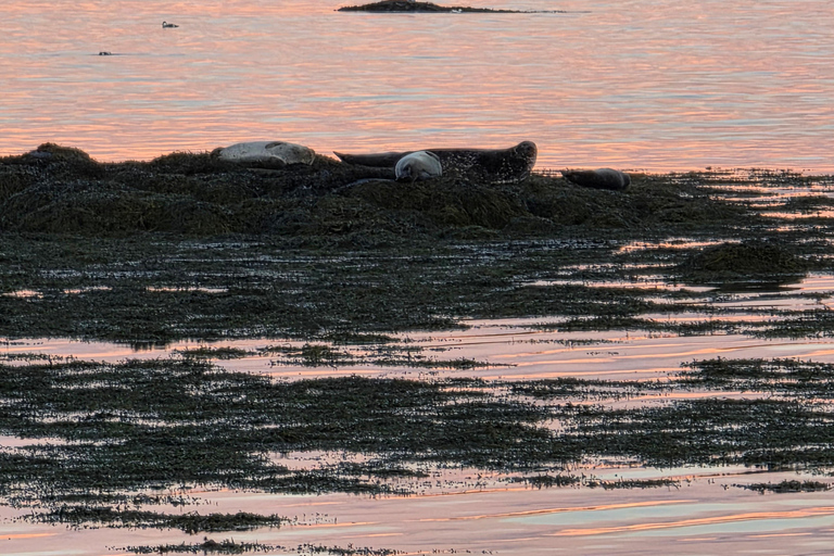Ísafjörður: Seal Colony, Avalanche Town & Fjord Views Tour