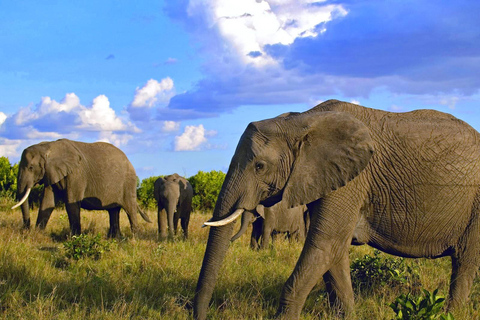 3 giorni di safari con gli elefanti ad AmboseliSafari all&#039;Amboseli di 3 giorni