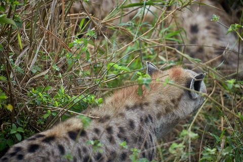Arusha: 3-Day Serengeti Safari with Accommodation