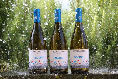 Toscana: degustazione di vini bianchi con aperitivo in una cantina locale