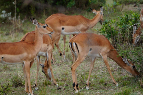 Nairobi: Lake Nakuru National Park and Lake Naivasha Tour