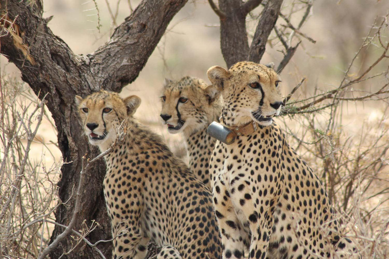 Depuis Nairobi : 3 jours dans la réserve nationale de Samburu