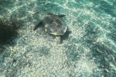Riviera Maya: Nado con Tortugas, Cenote y Almuerzo mexicano. Riviera Maya:Nado con Tortugas, 3 Cenotes, Almuerzo Mexicano