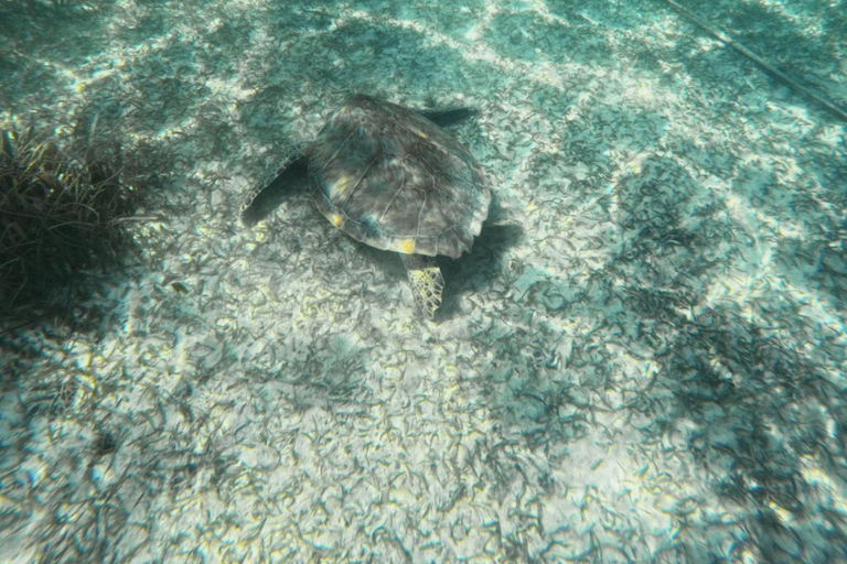 Riviera Maya: Nado con Tortugas, Cenote y Almuerzo mexicano. Riviera Maya:Nado con Tortugas, 3 Cenotes, Almuerzo Mexicano