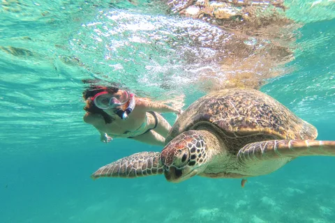 From Cancun: Tulum and Akumal Cenote and Turtle Swim Tour