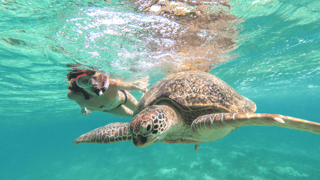 From Cancun: Tulum and Akumal Cenote and Turtle Swim Tour