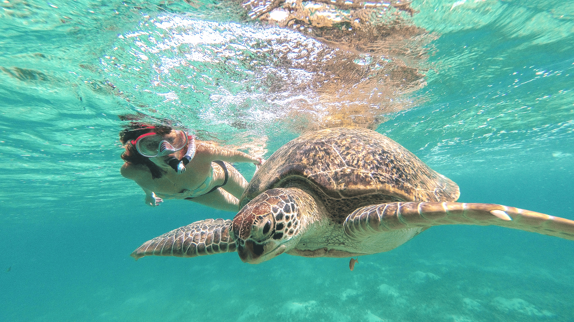 Von Riviera Maya: Tulum, Cenote & Schildkrötenschwimmen in Akumal