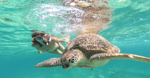 From Cancun: Tulum and Akumal Cenote and Turtle Swim Tour