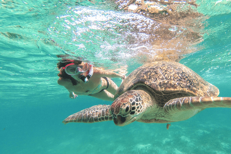Från Cancun: Tulum, Cenote och sköldpaddssimning i Akumal