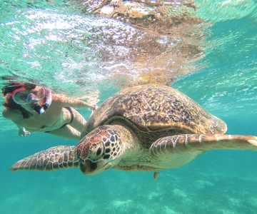 From Cancun: Tulum and Akumal Cenote and Turtle Swim Tour
