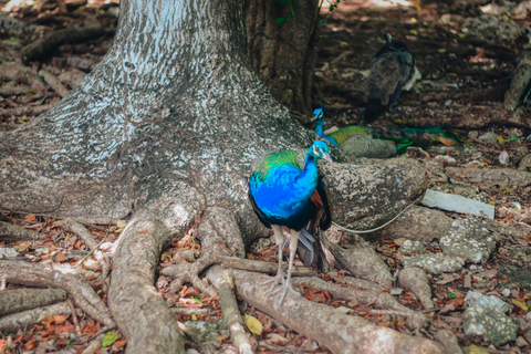 Zanzibar: tour guidato dell'isola prigione con guida localeZanzibar: tour guidato dell'isola prigione con una guida locale