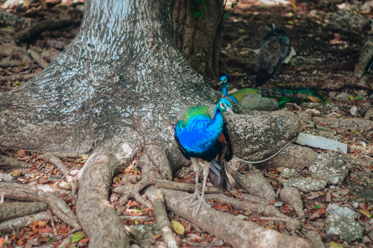 Zanzibar: tour guidato dell'isola prigione con guida localeZanzibar: tour guidato dell'isola prigione con una guida locale