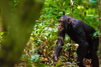 Uganda, tour momenti salienti con gorilla, safaris in barca e natura - Housity