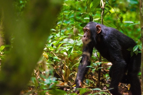 Ouganda : Tour en bateau avec gorilles, safaris en bateau et nature
