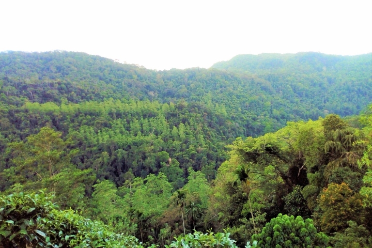 Excursión Privada y Personalizada a la Selva Tropical de Sinharaja