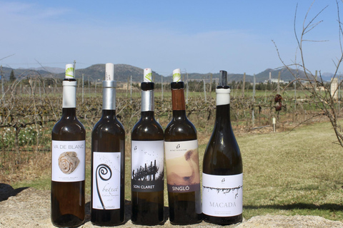 Alcúdia/Can Picafort: Guided Vineyard Visit and Wine Tasting Pickup at a Meeting Point in Can Picafort